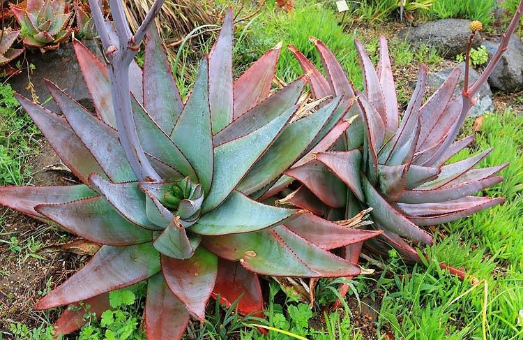 Aloe capitata var. quartziticola, Yellow flowers, Succulents, Aloes, Drought tolerant plants